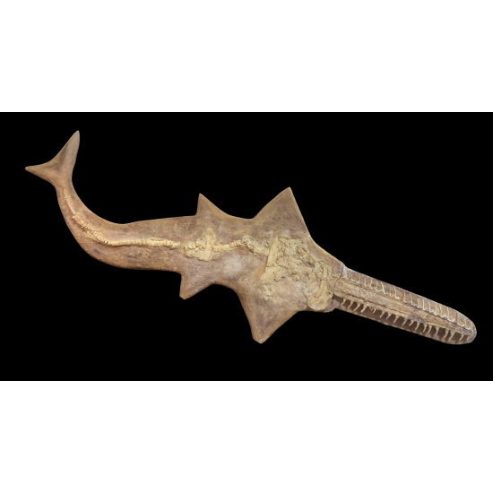 Onchopristis numidus