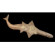 Onchopristis numidus