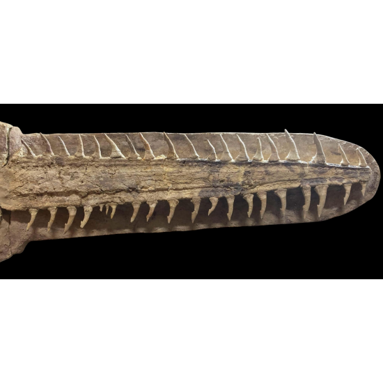 Onchopristis numidus