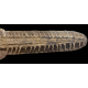 Onchopristis numidus