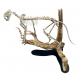 Dinictis felina (tigre a dent de sabre)