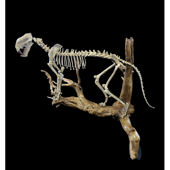 Dinictis felina (tigre a dent de sabre)