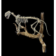 Dinictis felina (tigre a dent de sabre)