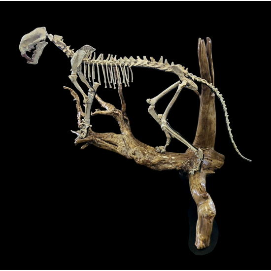 Dinictis felina (tigre a dent de sabre)
