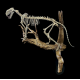 Dinictis felina (tigre a dent de sabre)