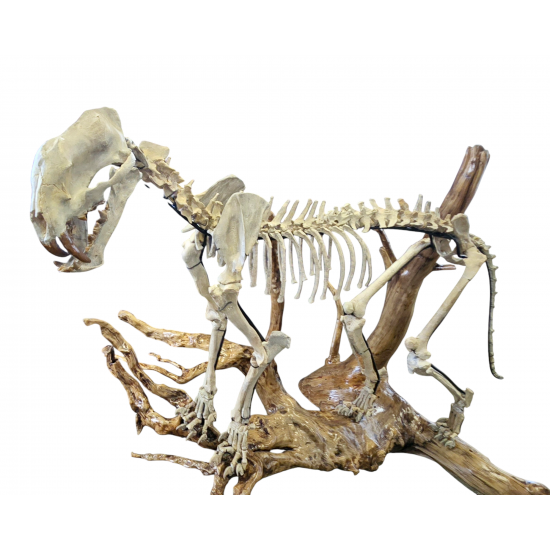 Dinictis felina (tigre a dent de sabre)