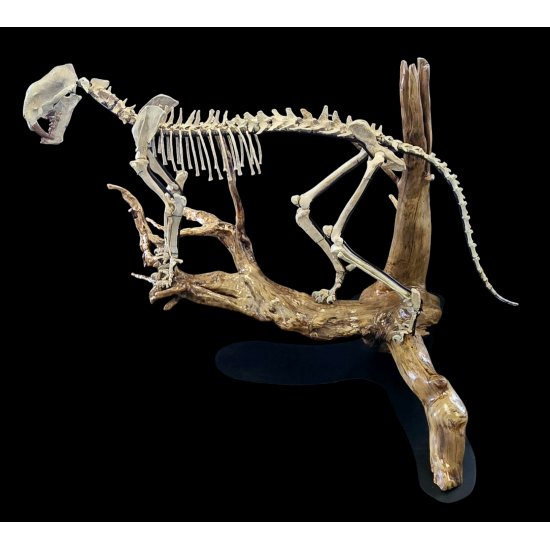 Dinictis felina (tigre a dent de sabre)