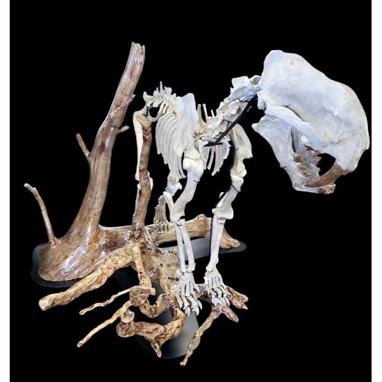 Dinictis felina (tigre a dent de sabre)
