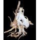 Dinictis felina (tigre a dent de sabre)