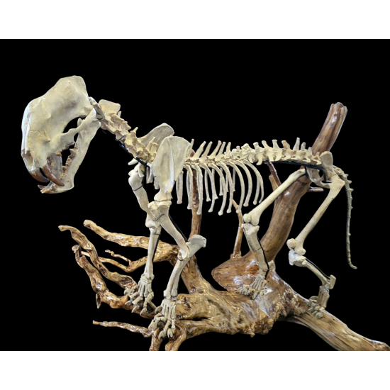 Dinictis felina (tigre a dent de sabre)