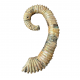 Idiohamites tuberculatus