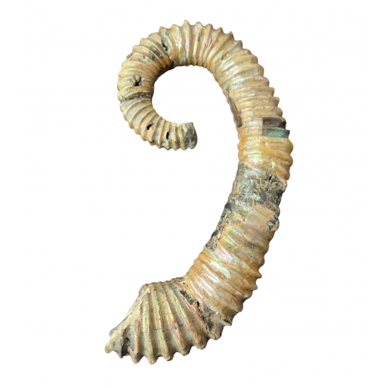 Idiohamites tuberculatus