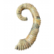 Idiohamites tuberculatus