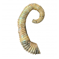 Idiohamites tuberculatus