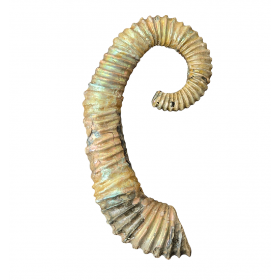 Idiohamites tuberculatus