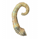 Idiohamites tuberculatus