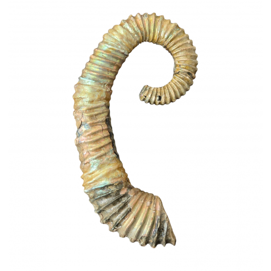 Idiohamites tuberculatus
