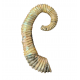 Idiohamites tuberculatus