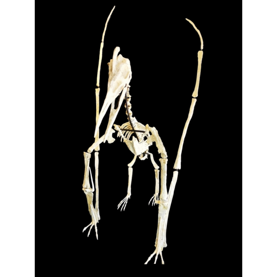 Barbaridactylus grandis 