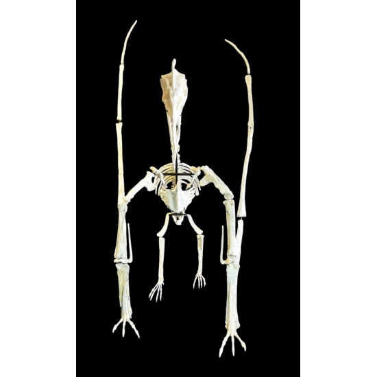 Barbaridactylus grandis 