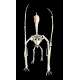Barbaridactylus grandis 