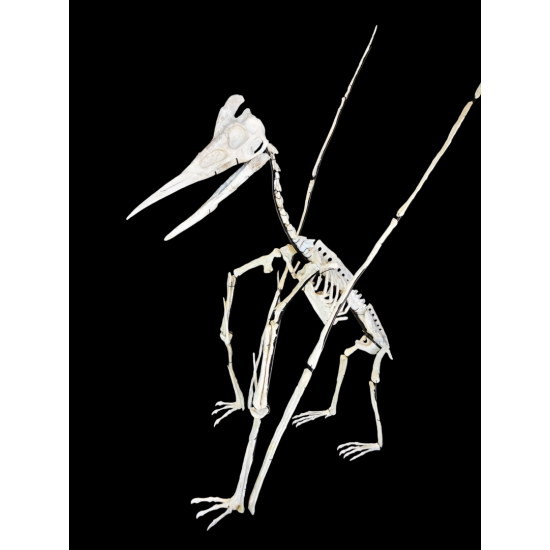 Barbaridactylus grandis 