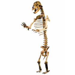 Giant Cave bear Ursus Spealeus 