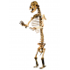 Giant Cave bear Ursus Spealeus 