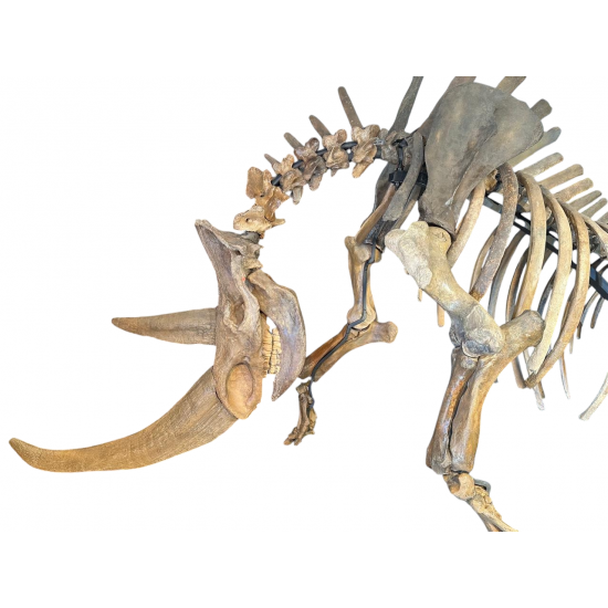 coelodonta antiquitatis woolly rhinoceros