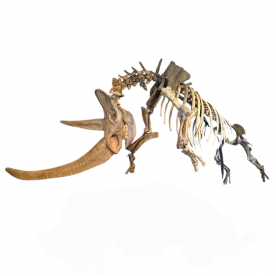 coelodonta antiquitatis woolly rhinoceros
