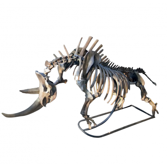 coelodonta antiquitatis woolly rhinoceros
