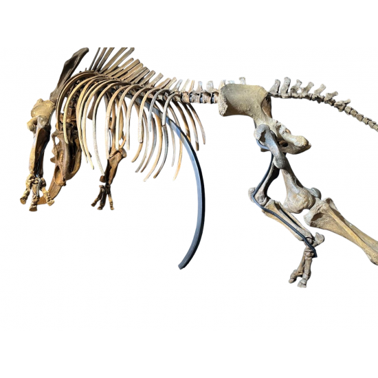 coelodonta antiquitatis woolly rhinoceros