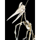 Barbaridactylus grandis 