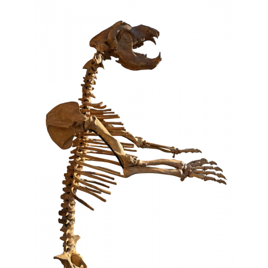 Giant Cave bear Ursus Spealeus 