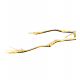 Alcione Elainus (Pterosaure)