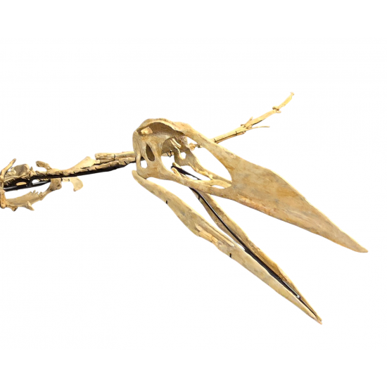 Alcione Elainus (Pterosaure)