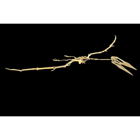 Alcione Elainus (Pterosaure)