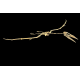 Alcione Elainus (Pterosaure)