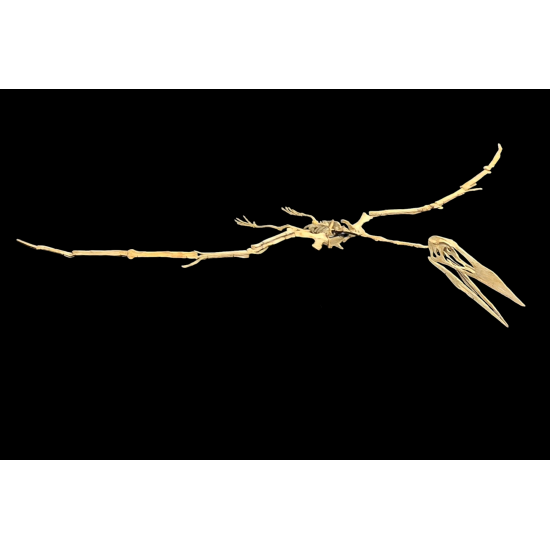 Alcione Elainus (Pterosaure)