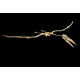 Alcione Elainus (Pterosaure)