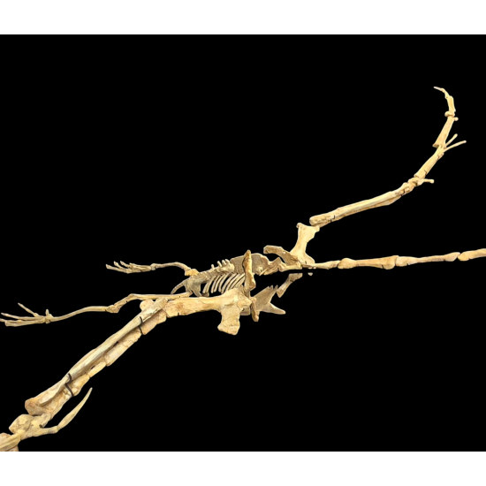 Alcione Elainus (Pterosaure)