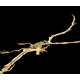 Alcione Elainus (Pterosaure)