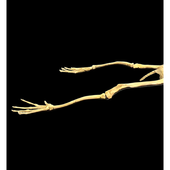 Alcione Elainus (Pterosaure)