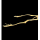 Alcione Elainus (Pterosaure)