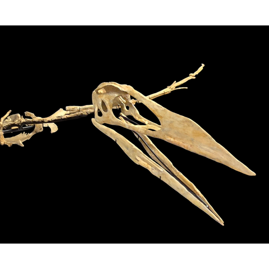 Alcione Elainus (Pterosaure)