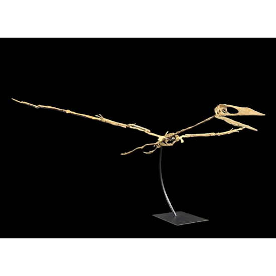 Alcione Elainus (Pterosaure)