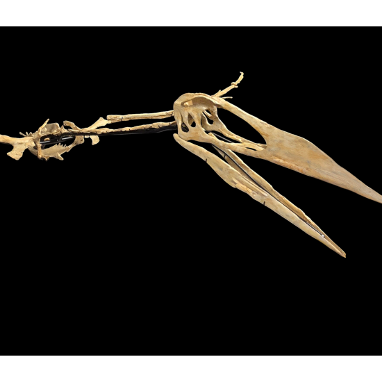 Alcione Elainus (Pterosaure)