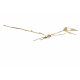 Alcione Elainus (Pterosaure)