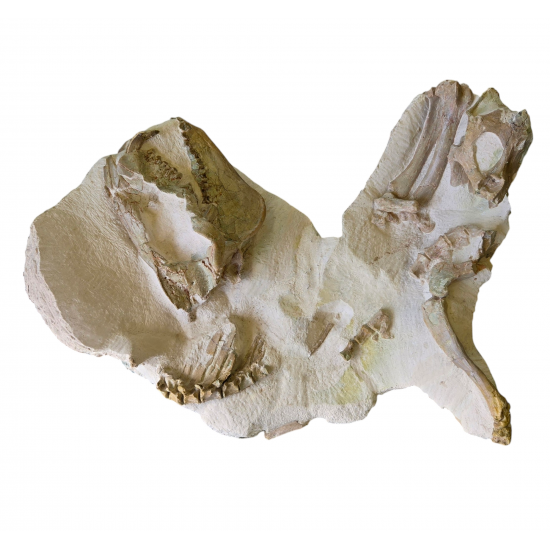 Miniochoerus gracilis