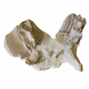 Miniochoerus gracilis